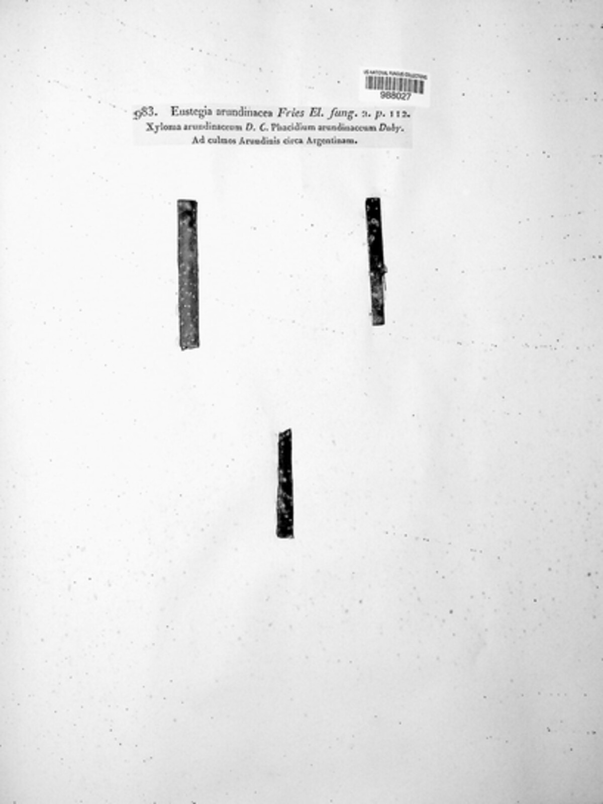 Pyrenopeziza arundinacea image